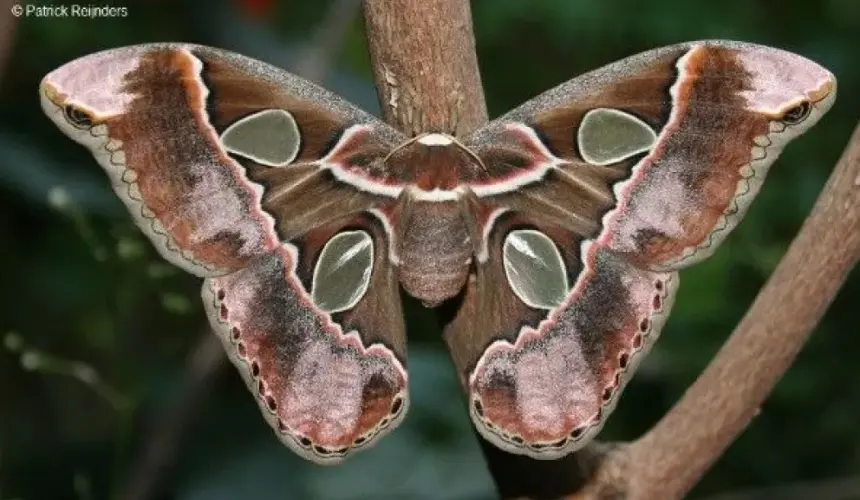 Mariposas Cuatro Espejos: Especie protegida en Cócorit, Sonora por su valor cultural e importancia ecológica