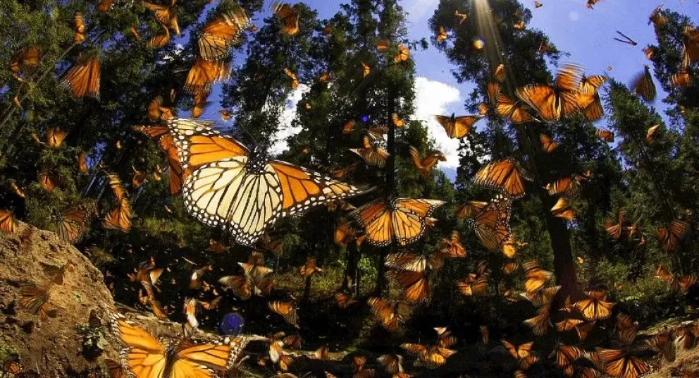 El encuentro mágico con la Monarca en Atlacomulco, Estado de México