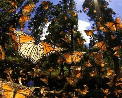 El encuentro mágico con la Monarca en Atlacomulco, Estado de México