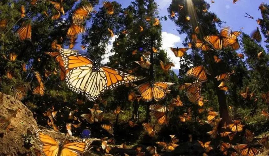 El encuentro mágico con la Monarca en Atlacomulco, Estado de México