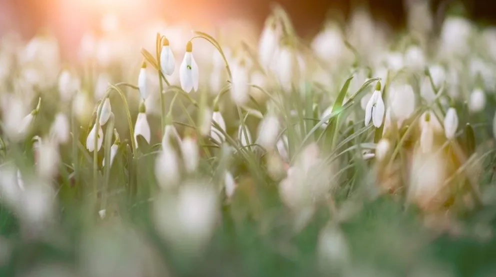 Green Cleaning 101: beneficios de utilizar productos de limpieza seguros
