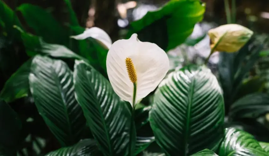 Checa, cuáles son las plantas ideales para poner en el interior de tu casa. Foto: Freepick