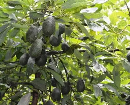 Coatepec de Harinas: La tierra de Estado de México da frutos de excelencia