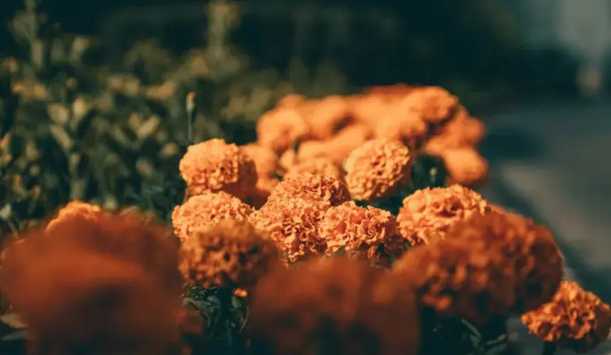 Por qué se debe poner flor de cempasúchil en las ofrendas. Foto: Roger Ce