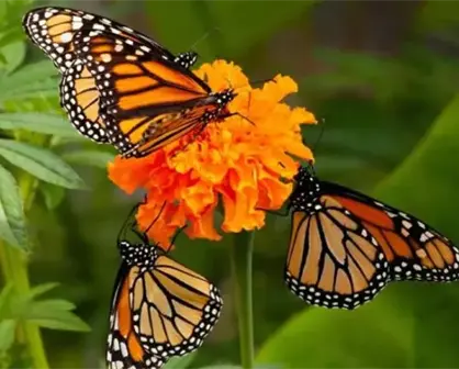 ¿Ya conoces la majestuosa Reserva de la Biosfera Mariposa Monarca en Tonatico, Estado de México?