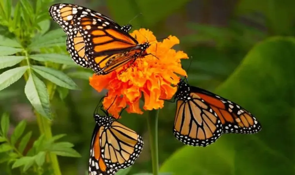 ¿Ya conoces la majestuosa Reserva de la Biosfera Mariposa Monarca en Tonatico, Estado de México?