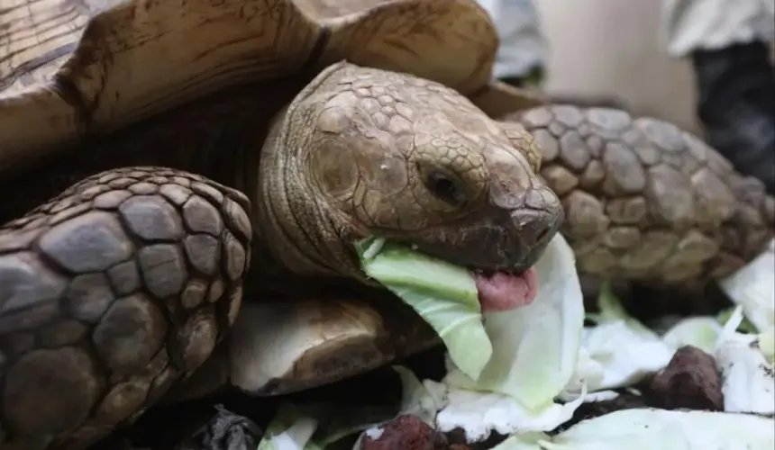 Hallan a tortuga de 50 kilos extraviada durante el paso del huracán Otis.