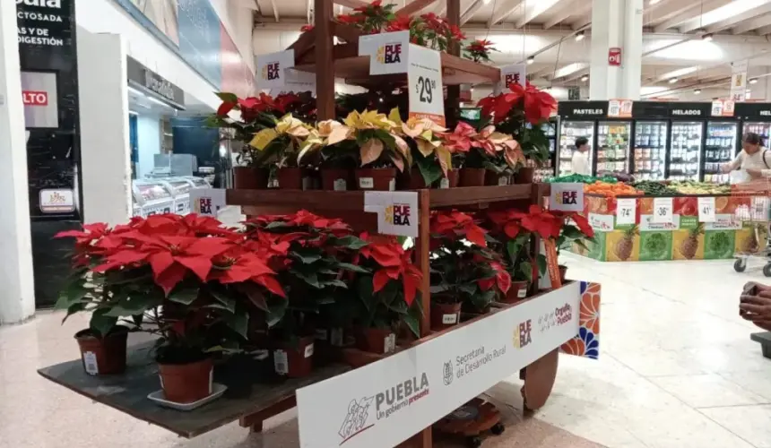 Flores de nochebuena.