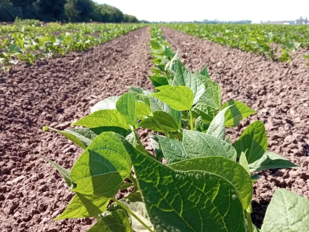 Amlo pide la solidaridad de los productores de frijol en Sinaloa