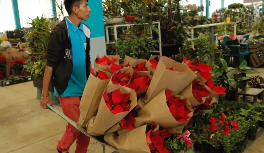 La Secretaría de Desarrollo Rural (SDR) acompaña a los productores de la flor de nochebuena de Puebla para que siga creciendo su comercialización. Foto: Cortesía