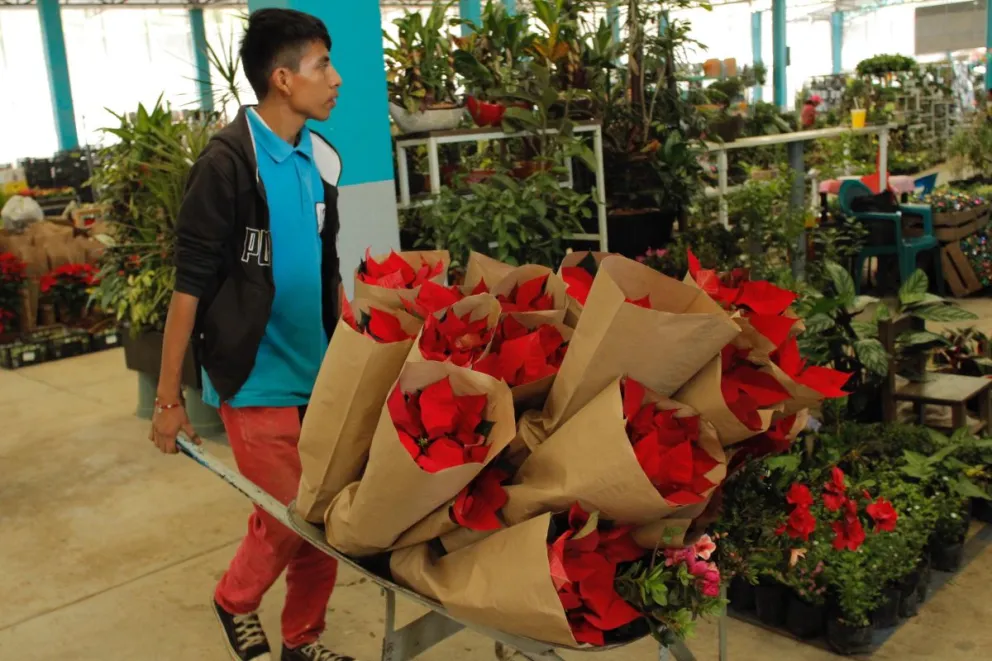 La Secretaría de Desarrollo Rural (SDR) acompaña a los productores de la flor de nochebuena de Puebla para que siga creciendo su comercialización. Foto: Cortesía