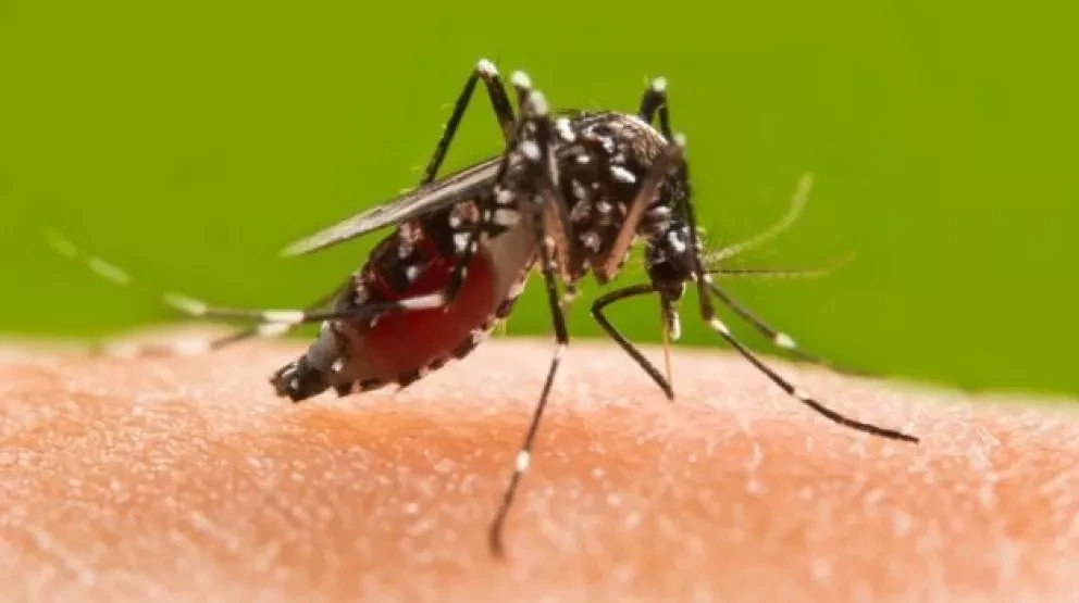 Johnson & Johnson avanza con éxito en las pruebas de su píldora para prevenir el dengue