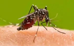 Johnson & Johnson avanza con éxito en las pruebas de su píldora para prevenir el dengue