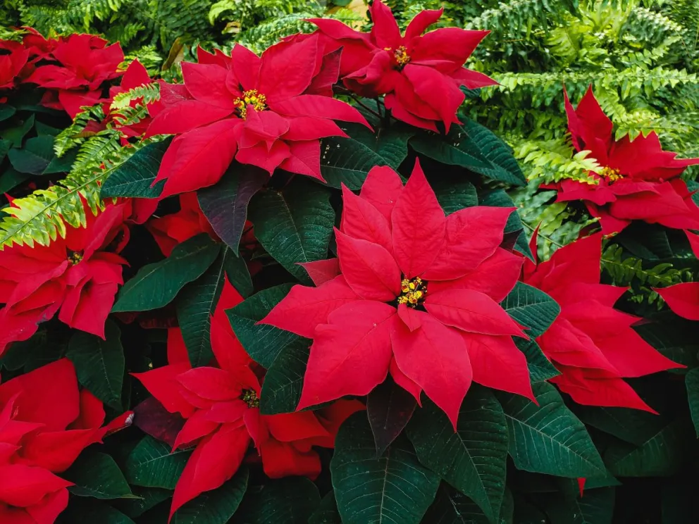 Flor de nochebuena. Foto: Jeffrey Hamilton