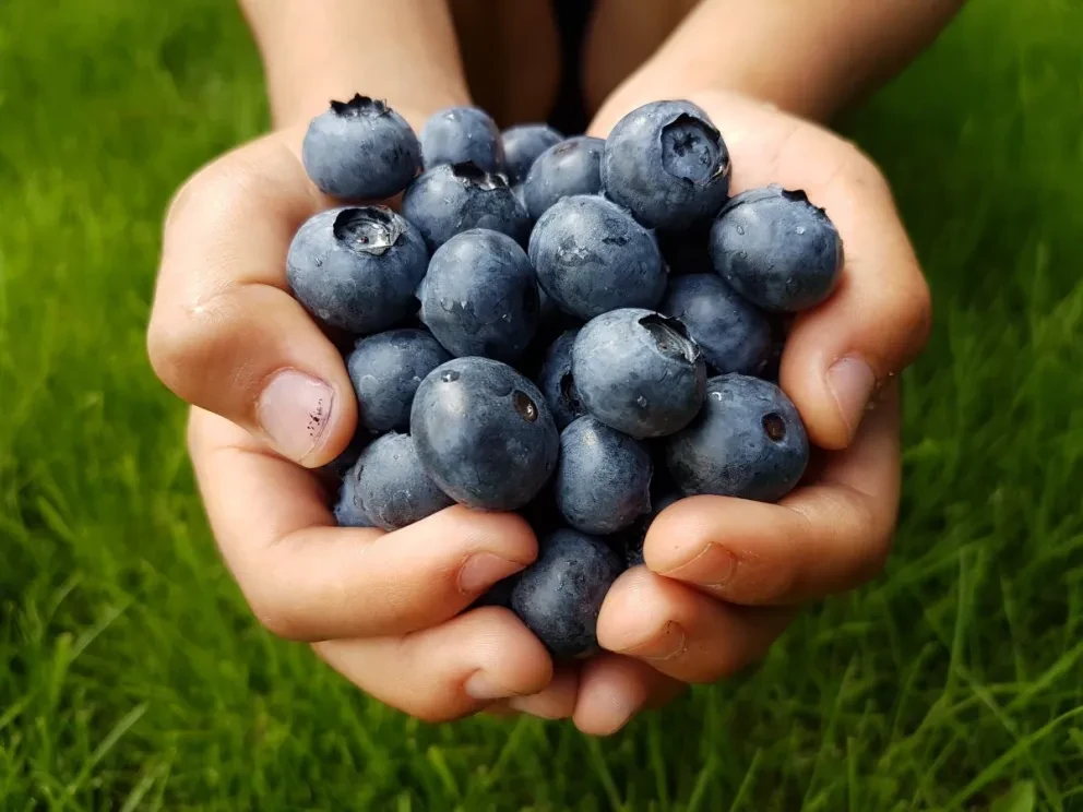 Datos curiosos sobre los beneficios en la salud que te ofrece el arándano. Foto: Hasmik Ghazaryan Olson