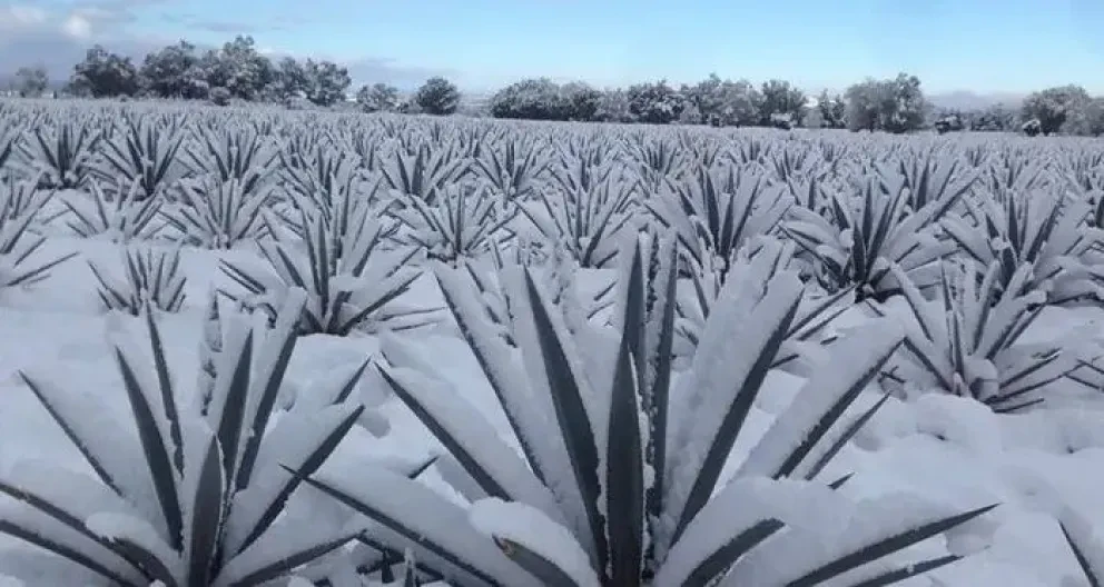 De acuerdo a los registros históricos, incluso han habido casos de nevadas en Guadalajara. Foto: Zona Guadalajara