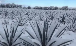 ¿En qué lugares de Jalisco es posible ver nieve? 