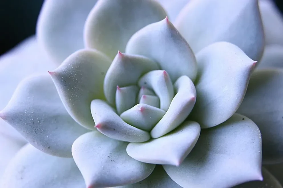 ¿Tus cactus tienen un polvo blanco? ¿Es malo para ellas?