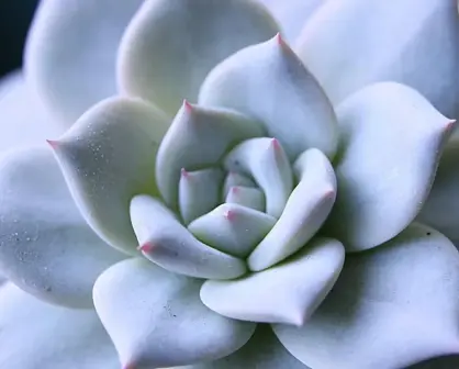 ¿Tus cactus tienen un polvo blanco? ¿Es malo para ellas?