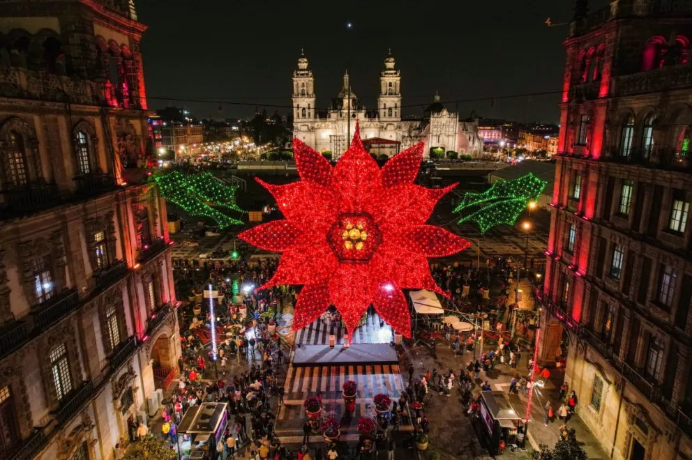 Nochebuenas gigantes adornar el Zócalo de la CDMX; mirá las hermosas fotos.