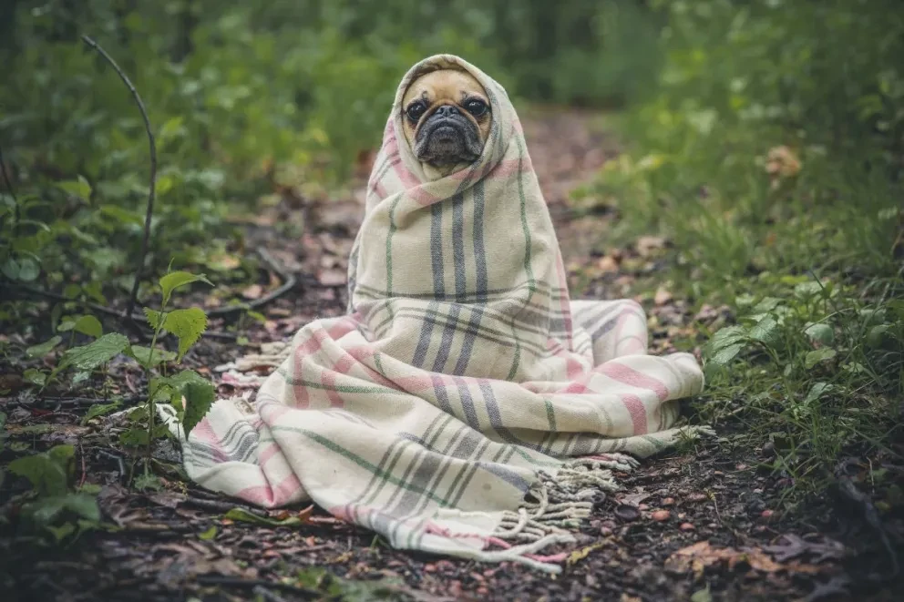 Una mascota se cubre del frío.