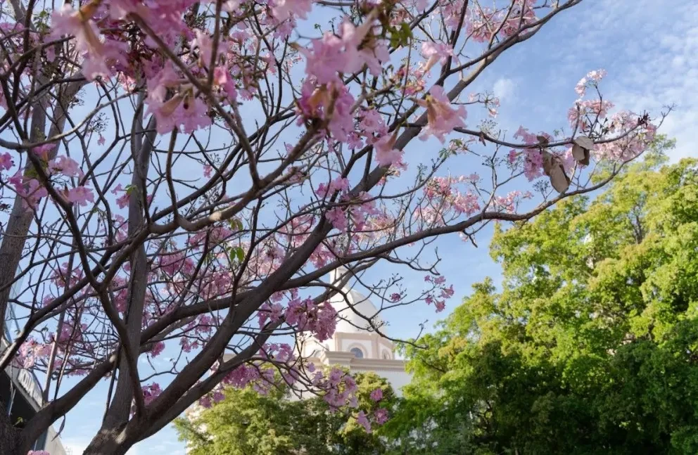 Jardín Botánico Culiacán cuida la naturaleza de la ciudad