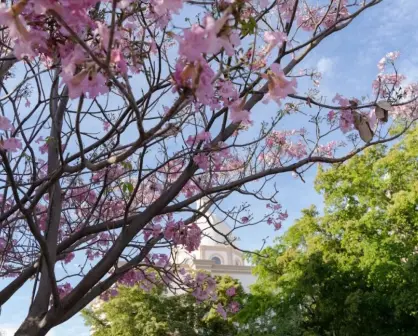 Jardín Botánico Culiacán cuida la naturaleza de la ciudad