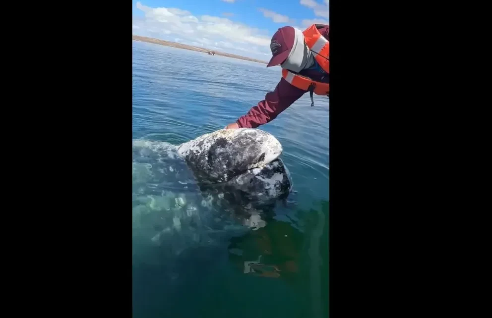Ballena Gris.