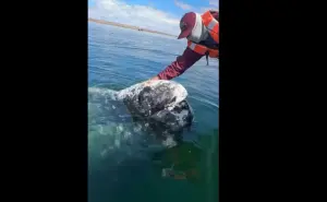 Captan en video el momento exacto en el que una ballena le pide un gran favor a un capitán de barco 