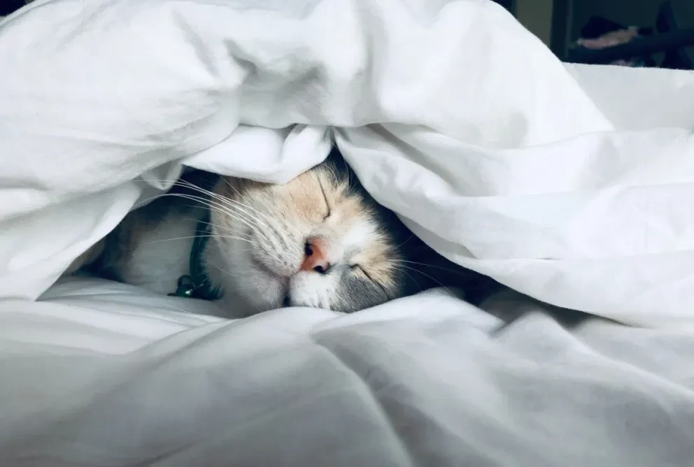 Cuida a tu perro y gato del frío.