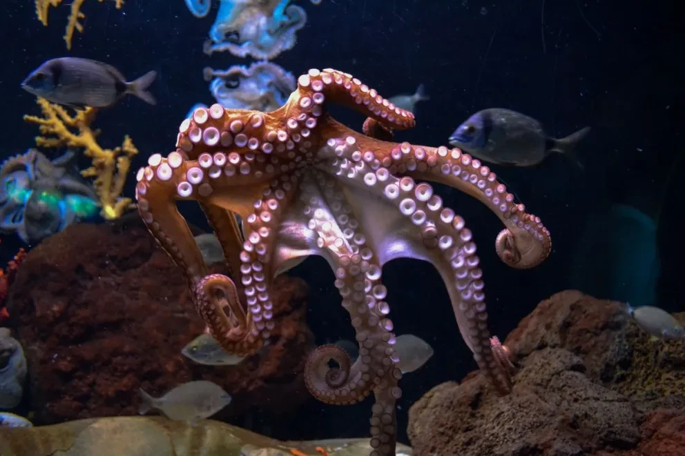 Pulpo. Foto: Serena Repice Lentini
