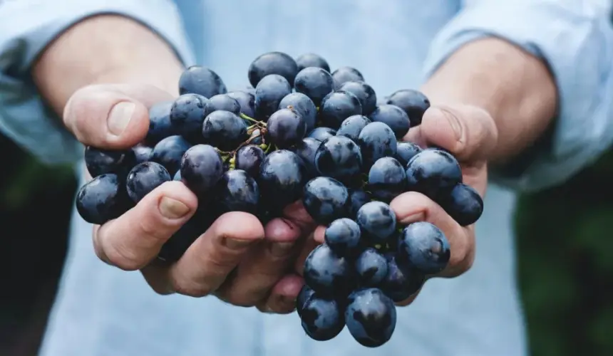 Comer 12 uvas es un ritual muy común durante las primeras campanadas del Año Nuevo