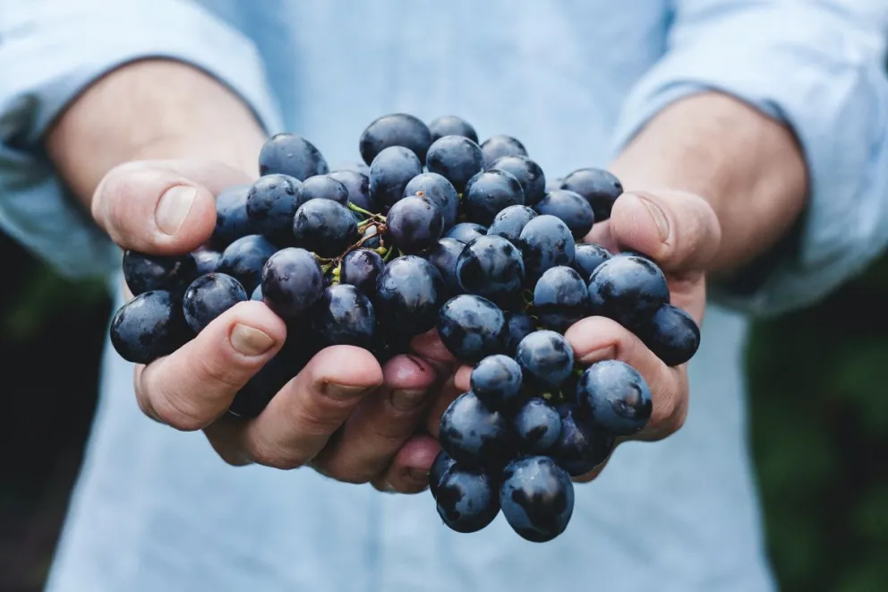 Comer 12 uvas es un ritual muy común durante las primeras campanadas del Año Nuevo