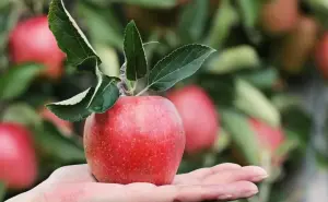 ¿Cómo realizar el ritual de las manzanas para Año Nuevo?