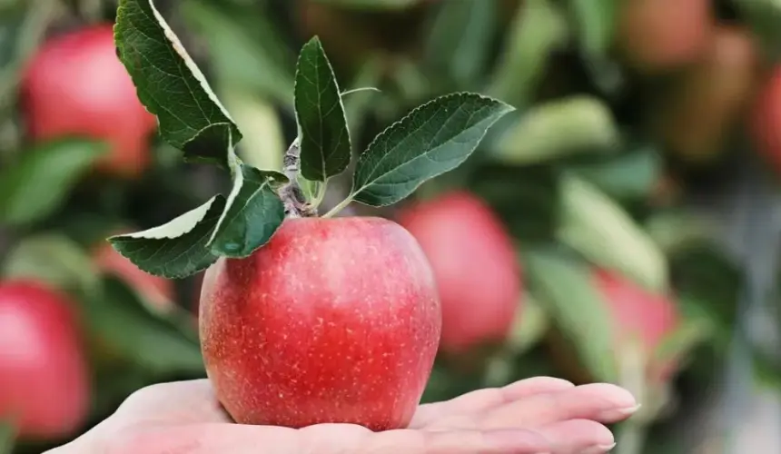 ¿Cómo realizar el ritual de las manzanas para Año Nuevo?