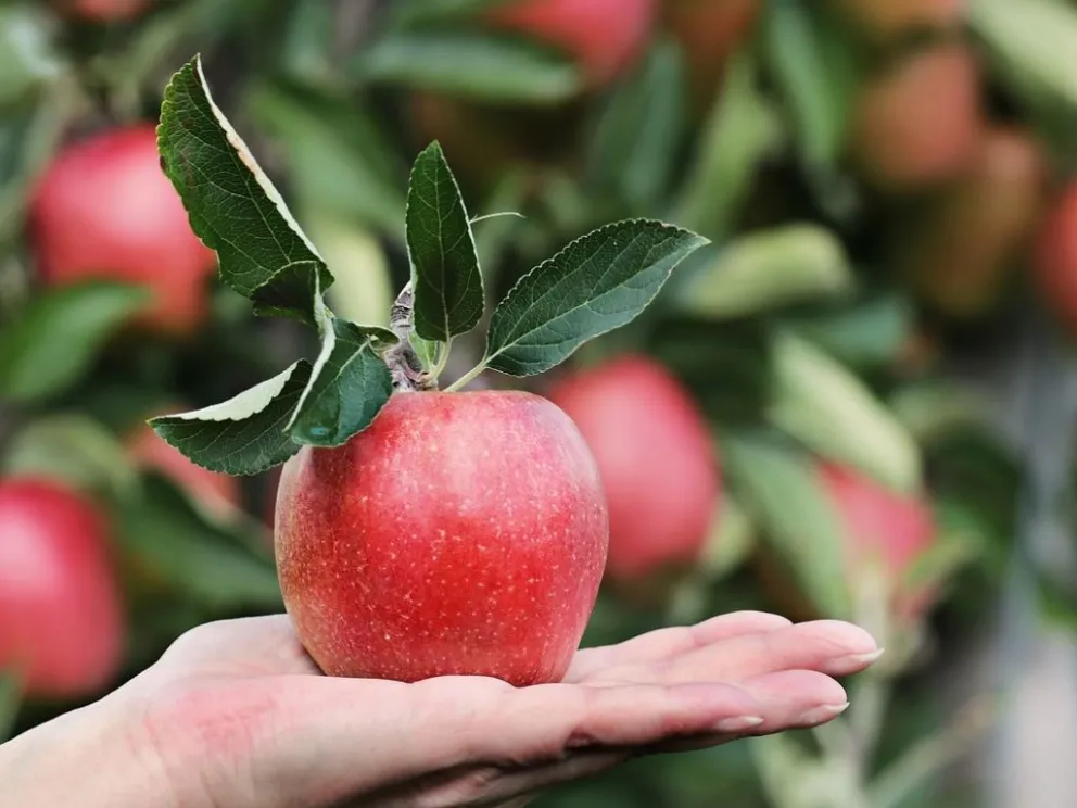 ¿Cómo realizar el ritual de las manzanas para Año Nuevo?