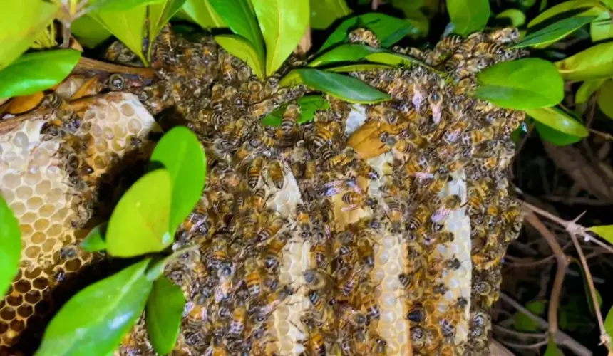 Mazatlán el primer municipio de Sinaloa en tener un Protocolo de rescate y protección de abejas y avispas.