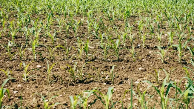 Michoacán distribuirá fertilizante gratuito a productores agrícolas.
