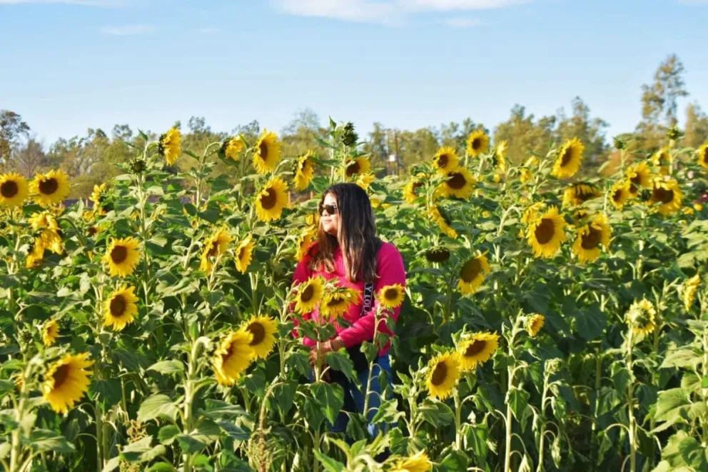Campos de Girasoles Mocorito 2024.
