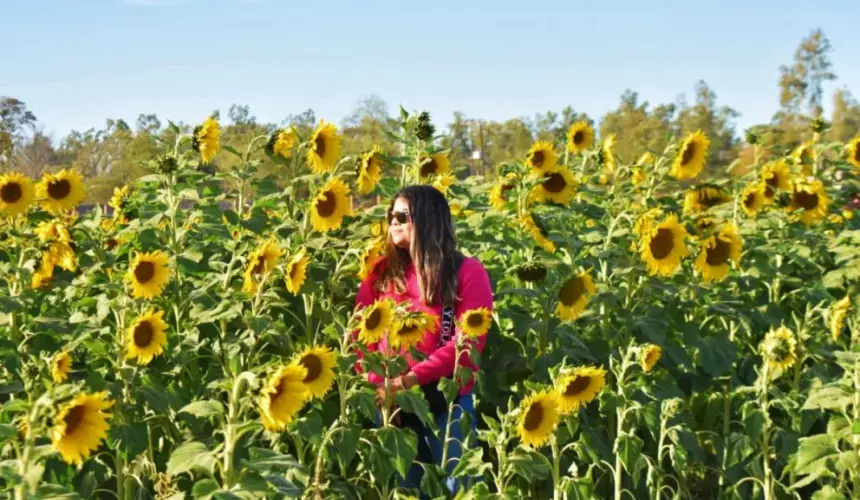 Campos de Girasoles Mocorito 2024.