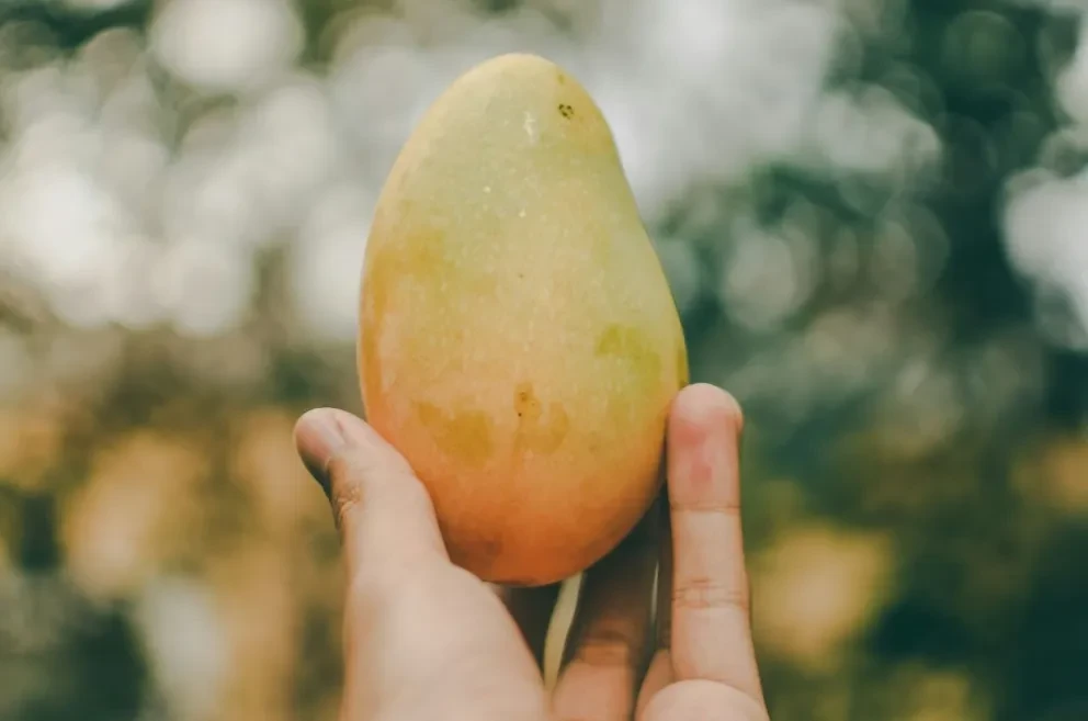 Mango. Foto: Ardi Evans