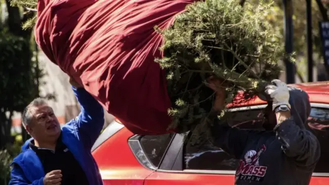 Dónde tirar mi árbol de Navidad en CDMX y EDOMEX.