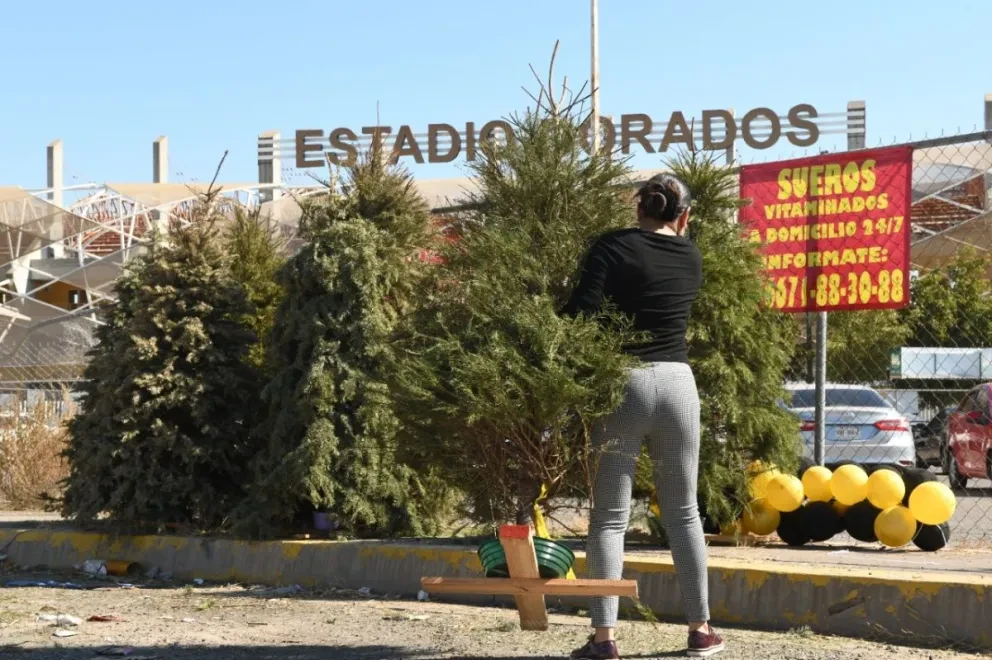 La recolección de pinos navideños en Culiacán inicia hoy hasta el martes 31 de enero, con el firme objetivo de evitar que estos sean depositados en la vía pública y así mantener una ciudad limpia y ordenada.