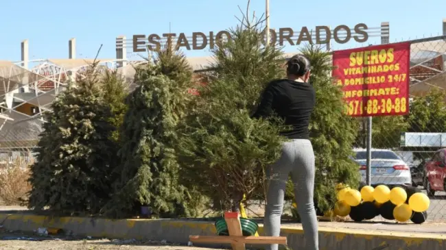 La recolección de pinos navideños en Culiacán inicia hoy hasta el martes 31 de enero, con el firme objetivo de evitar que estos sean depositados en la vía pública y así mantener una ciudad limpia y ordenada.