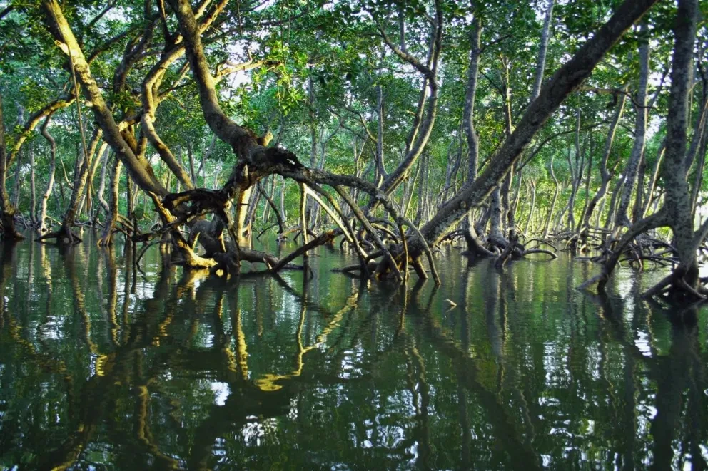 Manglares de Puerto Morelos, Quintana Roo. Foto temática: Timothy K