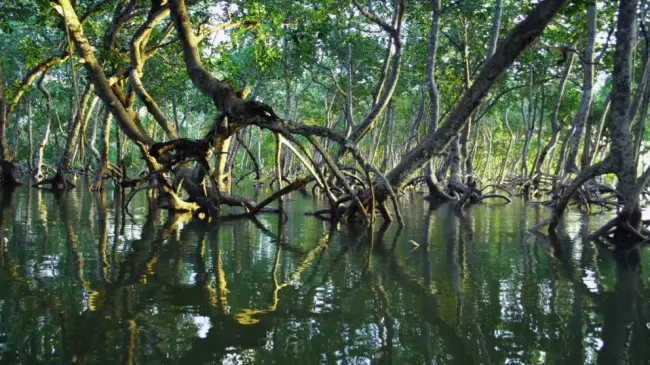 Manglares de Puerto Morelos, Quintana Roo. Foto temática: Timothy K