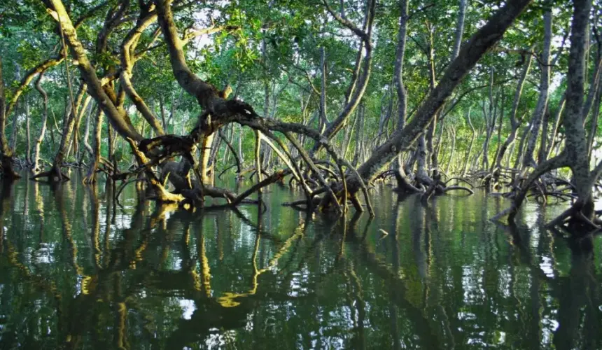 Manglares de Puerto Morelos, Quintana Roo. Foto temática: Timothy K