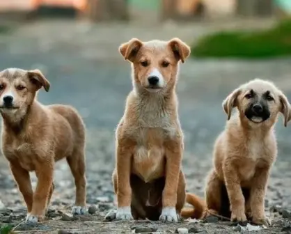 ¡Rescatemos a los animales callejeros en Estado de México!