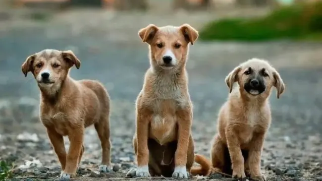¡Rescatemos a los animales callejeros en Estado de México!