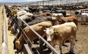 Anuncian entrega de apoyos para los ganaderos del estado de Zacatecas 